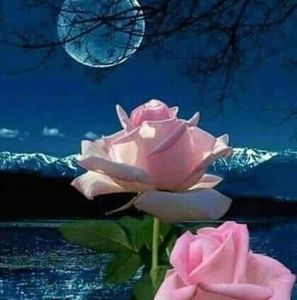 Meet your Posher, Natasha